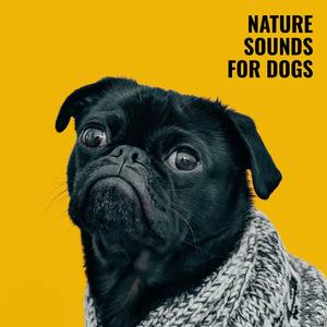 Nature Sounds for Dogs – Forest Noise with Cicadas and Chirping Birds for Relaxation when Home Alone, Instrumental Music, Calm Puppy