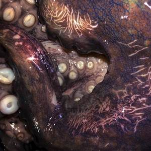 Swallowed