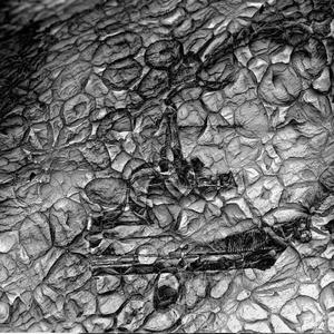 NO CAP (feat. Low Detail & Yeez Pragma) (Explicit)