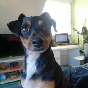 Perro Guardián