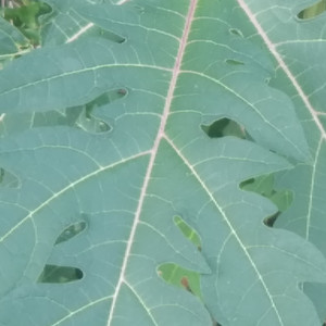 Echoes of the Almost