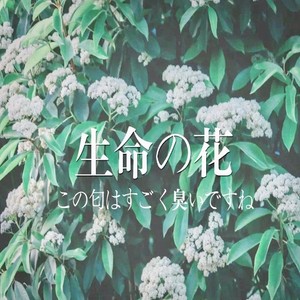 石楠花 (Prod by Oti)