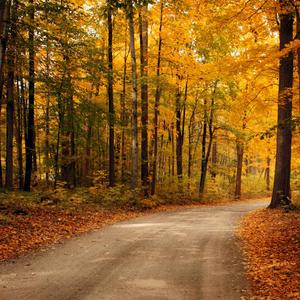 Đường Xưa Vắng Em (Instruments)