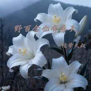 沧梦大叔 - 野百合也有春天(到现在还是深深的爱着你)