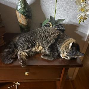 never again (Acoustic)