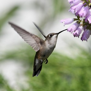 Hummingbird (Alternate Telephone Mix)