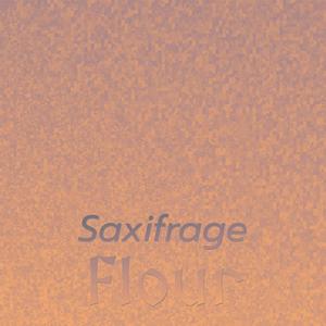 Saxifrage Flour