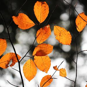 Washed by the Autumn