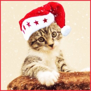 Have a Merry Kitty Christmas!