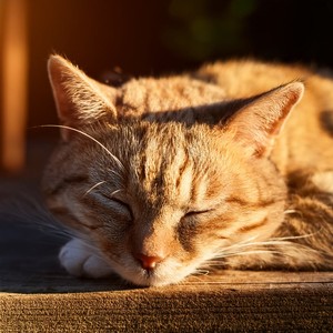 Nido Suave Y Acogedor Con Ronroneo