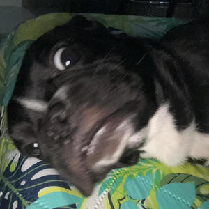 Deje Probar (feat. Kaizen & IDH) (Explicit)