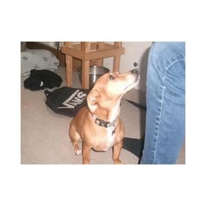 All Dogs Go To Heaven