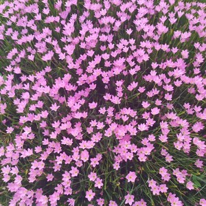 表妹李kk (桃花运伴奏)