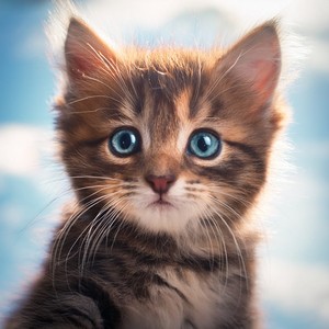 Acurrucado En El Suave Confort