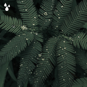 Forest Rain with Birds, Pt. 2