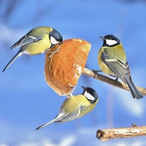 Флейта. Осёдлые птицы