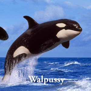 Walpussy (Explicit)