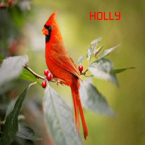 Holly