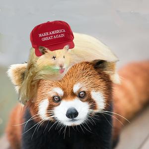 Orange Racoon Dead Hamster Hair Man