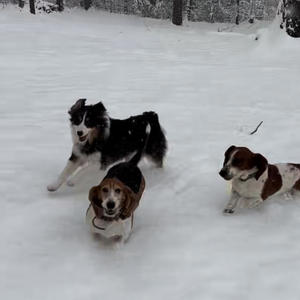 Dogs in the snow (feat. todd)