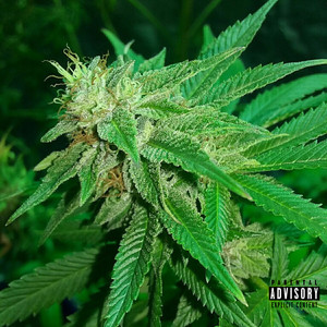 Indica (Explicit)