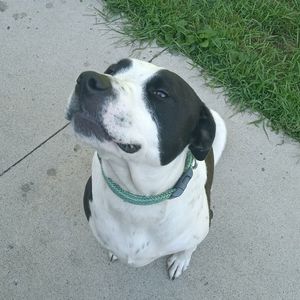 hound dog (Explicit)