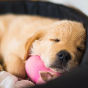 Soothing Sounds Furry Friends