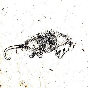 Opossum Defense Mechanism