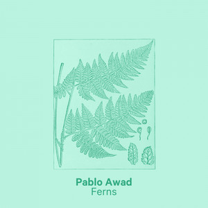 Ferns