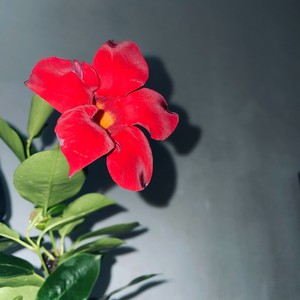 生命循環LIFE IS A LOOP