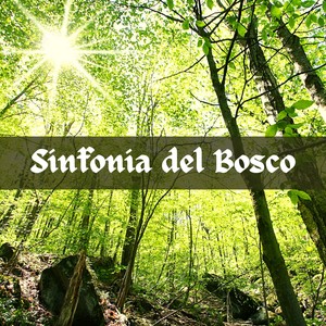 Sinfonia del bosco - musica rilassante strumentale e suoni della natura per dormire