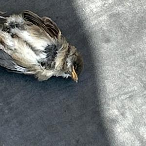 Spider & fly (Explicit)