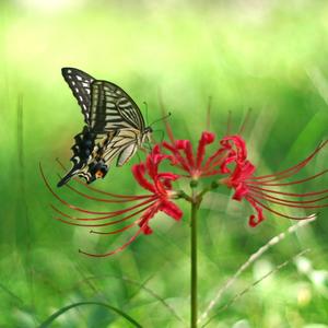 蝶恋花By欢欢 (儿歌DEMO)