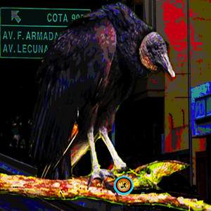 Pichón De Zamuro (Explicit)