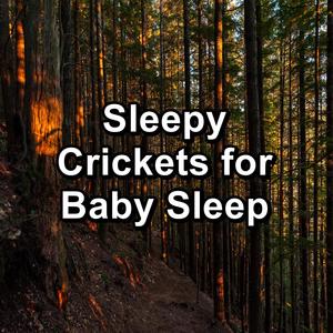 Sleepy Crickets for Baby Sleep