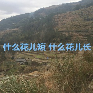 什么花儿短 什么花儿长
