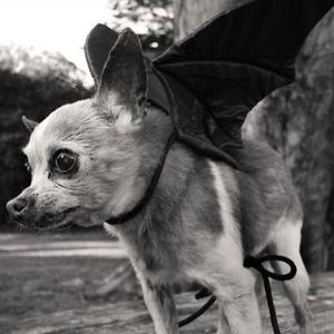 Pups (Exodus1900) (feat. St47ic) (Explicit)