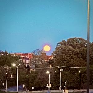 videotape (feat. sophia shi) (Explicit)