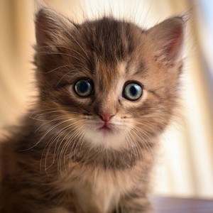 Ritmos Para La Siesta Del Gato