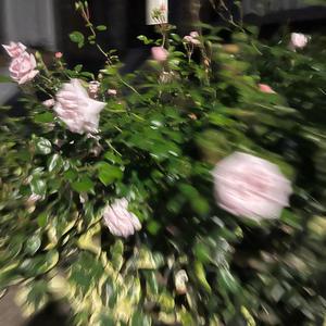 pick and choose (word2ko) (Explicit)