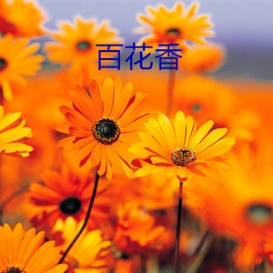 明哲 - 不露声色