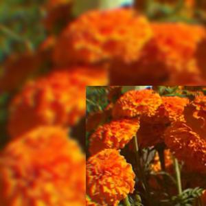 ROSACUACHE (feat. TRECE RK & J HOP BEAT) (HOMLESS LOST BEAT Remix|Explicit)