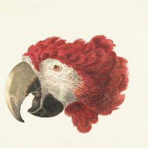 Karie (Instrumental)