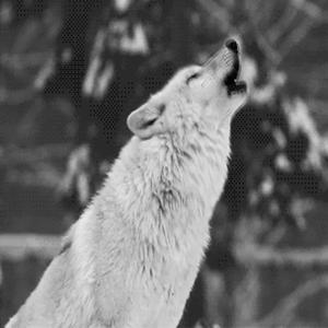 Beat Boom Bap En tierra de lobos