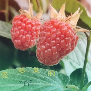爱多美丽