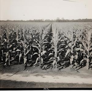 No looking back (feat. Johnny Tirade and The Circle of Futures Past, Army of Anyone & Days Of The New)