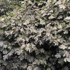 nature (feat. Cane.)