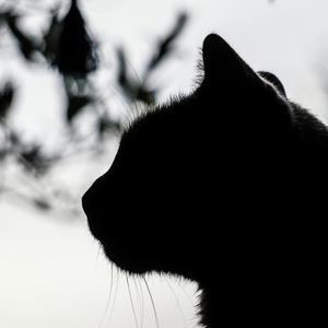 赤月-猫王 - 295 赛前会场