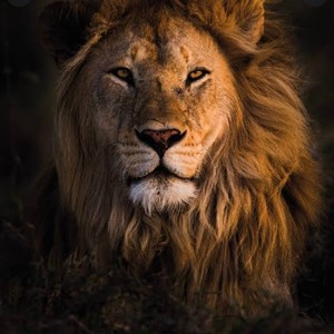 Lion's Den (feat. Ginormous) (Explicit)