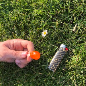 WERDEGANG (Explicit)